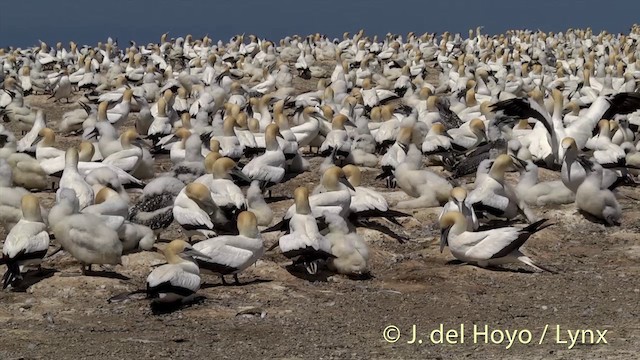 Australasian Gannet - ML201446741