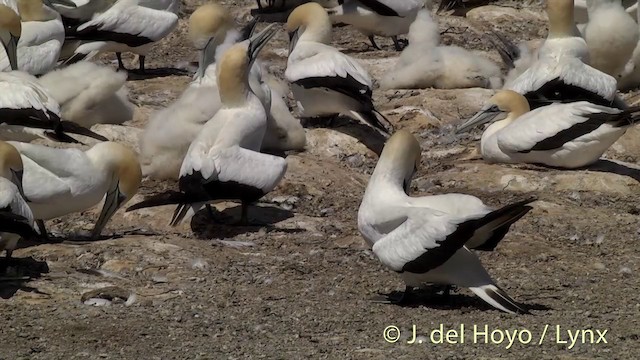 Alcatraz Australiano - ML201446761
