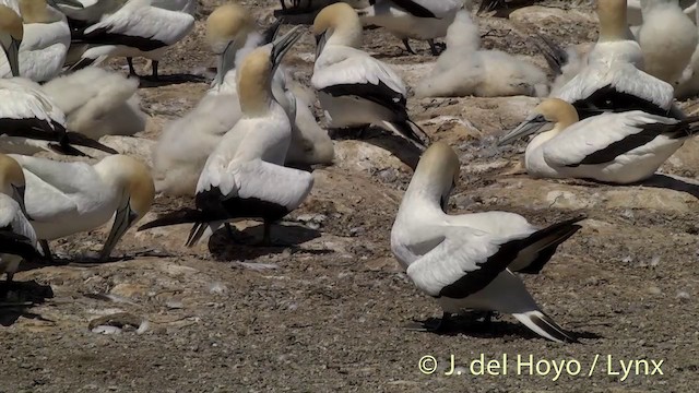 Australasian Gannet - ML201446761