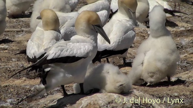 Australasian Gannet - ML201446771