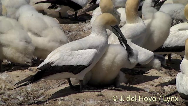 Australasian Gannet - ML201446781