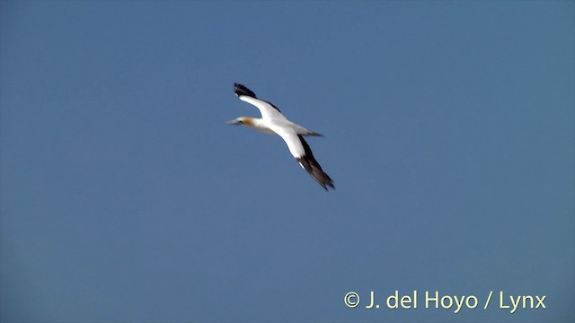 Australasian Gannet - ML201446811