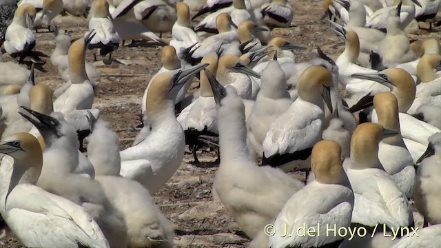 Australasian Gannet - ML201446821