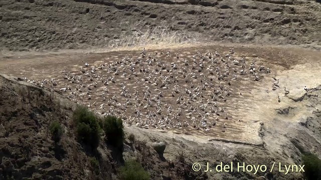 Australasian Gannet - ML201446831