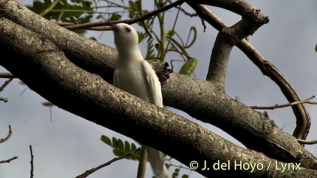 White Tern (Pacific) - ML201446841