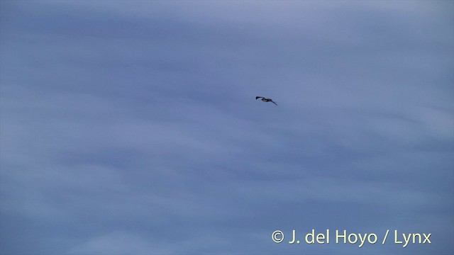 Rabihorcado Grande - ML201446851