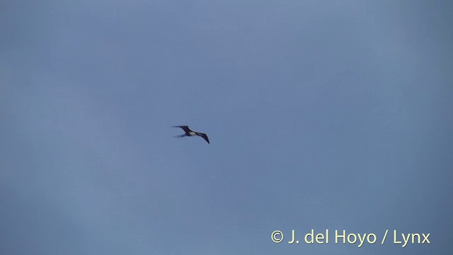 Rabihorcado Grande - ML201446861