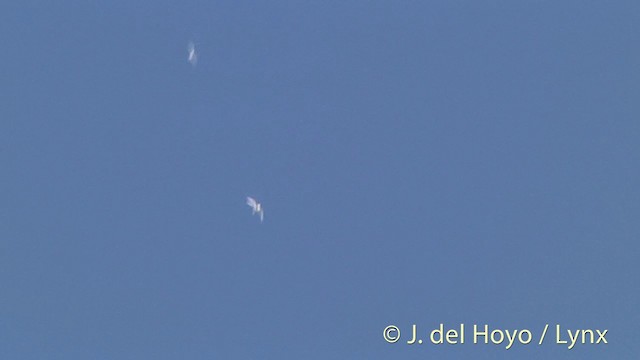 White Tern (Pacific) - ML201446881