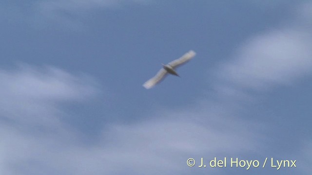 Rabijunco Colirrojo - ML201446891