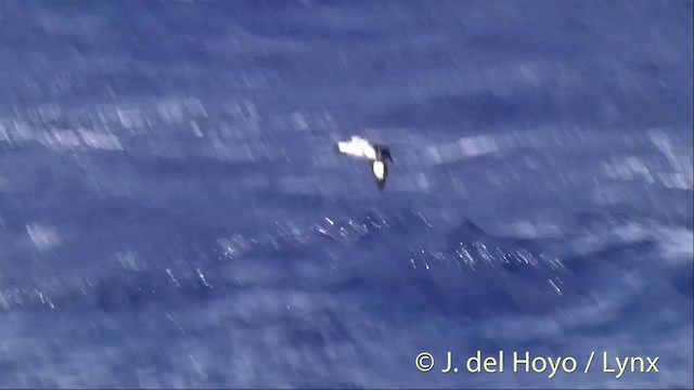 Cape Petrel - ML201447061