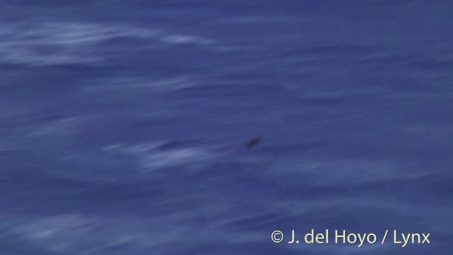 Parkinson's Petrel - ML201447071