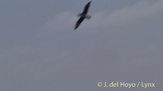 White-headed Petrel - ML201447091