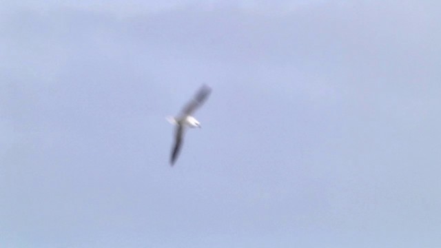 White-headed Petrel - ML201447101