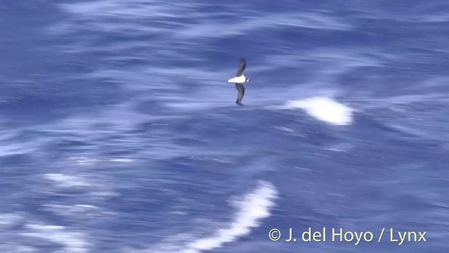 Soft-plumaged Petrel - ML201447111