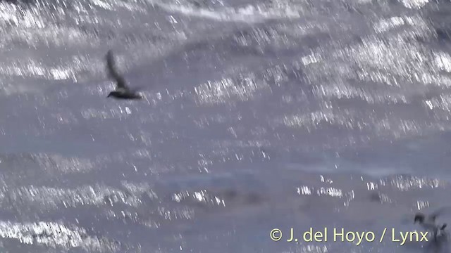 Soft-plumaged Petrel - ML201447121