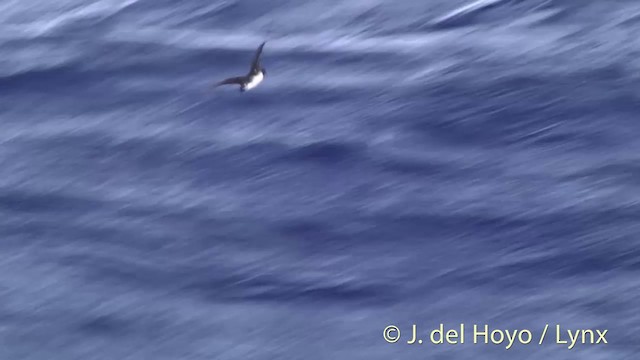 Kermadec Petrel - ML201447131