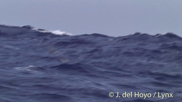 Cape Petrel - ML201447151