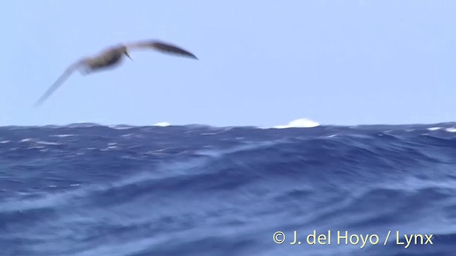 Parkinson's Petrel - ML201447161