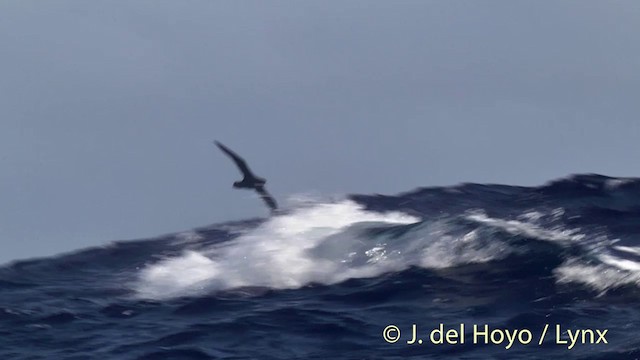 Parkinson's Petrel - ML201447171