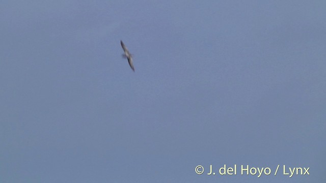 Cook's Petrel - ML201447181