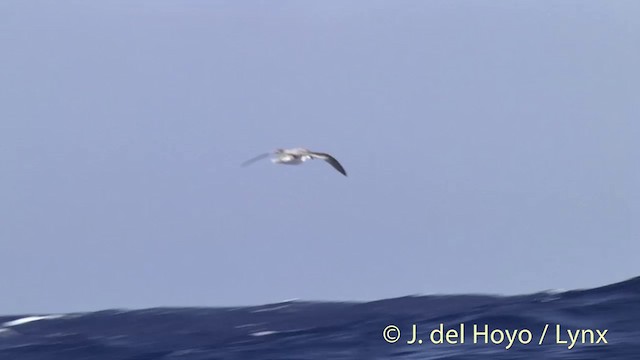 Soft-plumaged Petrel - ML201447191