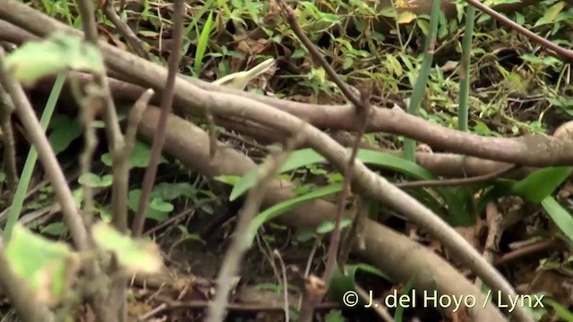 Pitcairn Reed Warbler - ML201447271