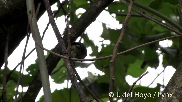 Pitcairn Reed Warbler - ML201447291