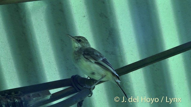 Pitcairn Reed Warbler - ML201447301