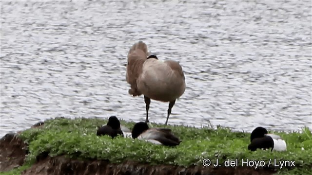 berneška velká [skupina canadensis] - ML201447421