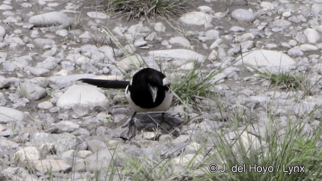 Black-billed Magpie - ML201447451