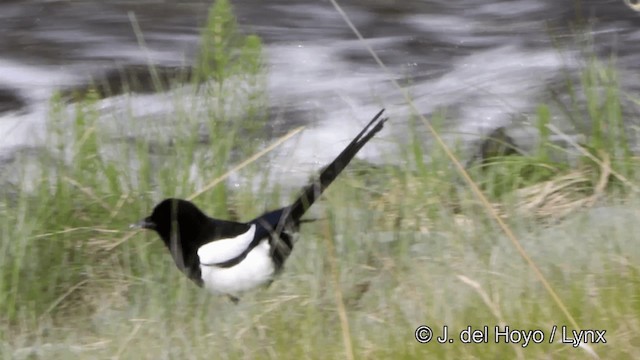 Black-billed Magpie - ML201447461