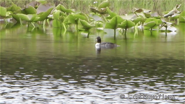 Barrow's Goldeneye - ML201447531