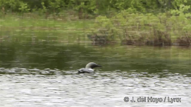 Pacific Loon - ML201447551