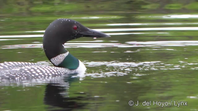 Plongeon huard - ML201447561