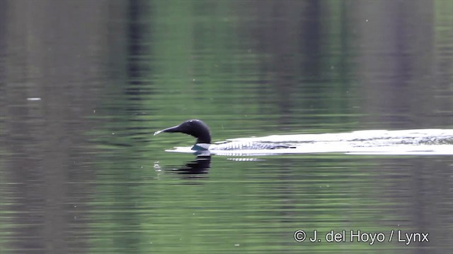 Plongeon huard - ML201447571