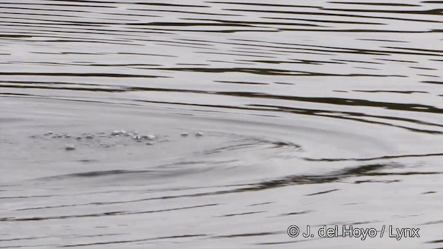 Common Loon - ML201447581