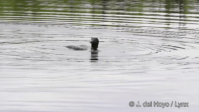 Plongeon huard - ML201447591