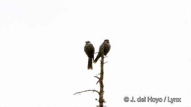 Canada Jay (Boreal) - ML201447601