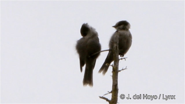 Canada Jay (Boreal) - ML201447611