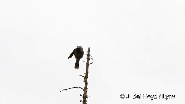 Arrendajo Canadiense (grupo canadensis) - ML201447621