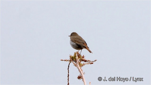 Hermit Thrush (guttatus Group) - ML201447631