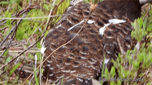 Moorschneehuhn [lagopus-Gruppe] - ML201447661