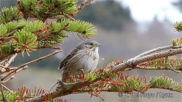 Lincoln's Sparrow - ML201447671