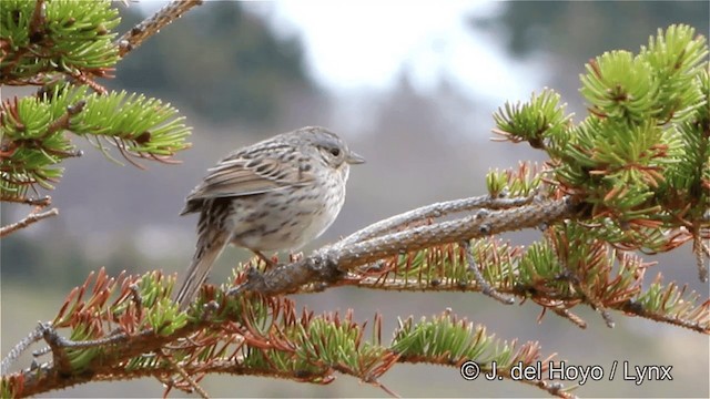 Lincoln's Sparrow - ML201447681