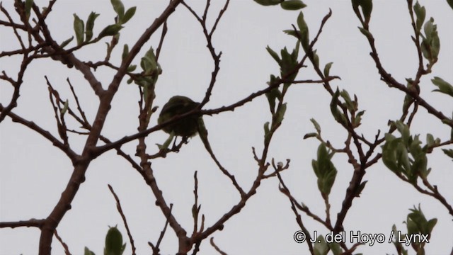 Orange-crowned Warbler (celata) - ML201447691