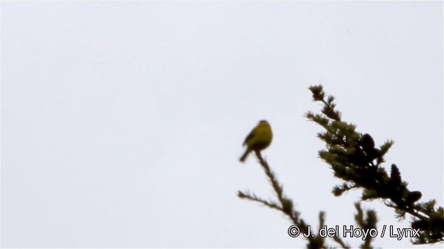 Wilson's Warbler (pileolata) - ML201447701