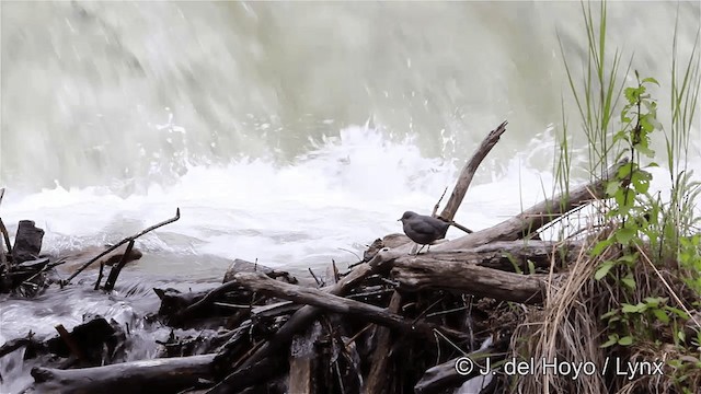 American Dipper (Northern) - ML201447751