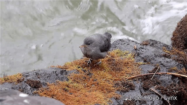 American Dipper (Northern) - ML201447761
