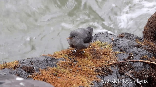 Grauwasseramsel [mexicanus-Gruppe] - ML201447761