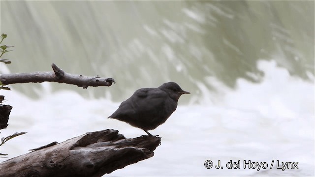 Grauwasseramsel [mexicanus-Gruppe] - ML201447791